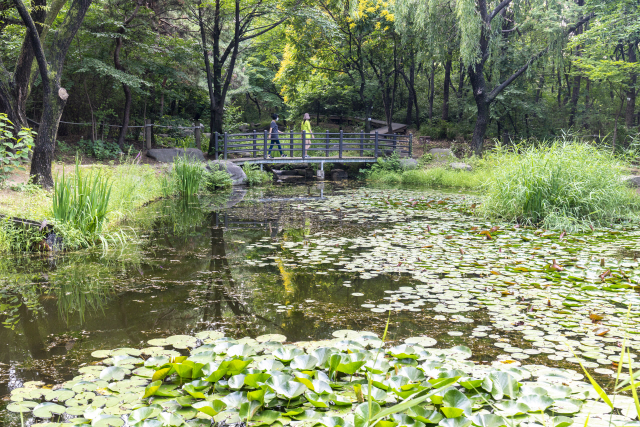 여의도공원 내 ‘자연생태의 숲’ 구역에 있는 생태연못은 경치가 좋기로 유명하다. 지금 가면 수련을 만나볼 수 있다./사진제공=서울관광재단
