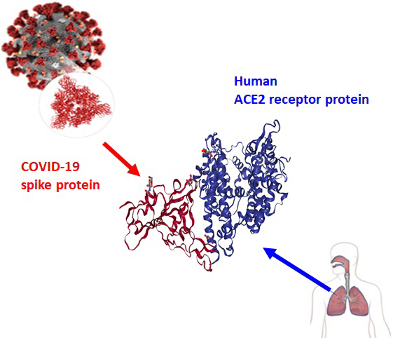코로나19 바이러스가 표면의 스파이크 돌기 부분에 존재하는 RBD 단백질(붉은색)을 통해 인간 세포 표면에 존재하는 hACE2 수용체 단백질(푸른색)과 결합해 감염시키는 과정을 설명한 이미지. /자료제공=DGIST