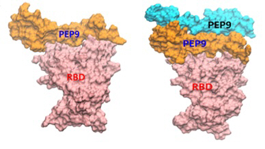 DGIST연구진이 디자인한 치료제 후보물질인 ‘PEP9’ 인공단백질의 단량체 및 이량체가  코로나19 바이러스의 돌기 부분에 존재하는 RBD 단백질(빨간색)에 결합해 인간 세포 표면에 있는 hACE2에 결합하지 못하도록 중화 작용하는 도식도./자료제공=DGIST