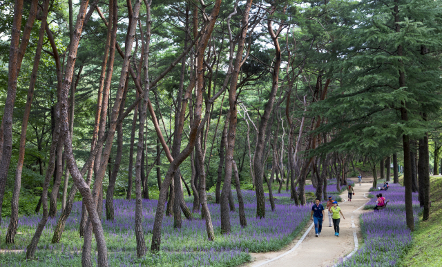 금오산 둘레길에 피어나는 맥문동