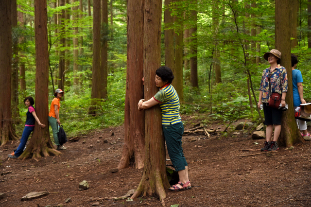 치유의 숲을 찾은 방문객들이 숲치유 프로그램의 하나인 나무와 교감하기 체험을 하고 있다./사진제공=산림청