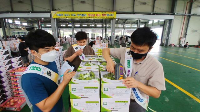 김천시 포도 자두 품질관리단이 농산물도매시장에 출하된 포도의 당도를 측정하고 있다.