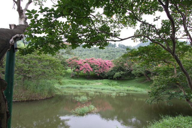 전남 담영 명옥헌에서 바라본 연못 주변의 풍경. 건너편 배롱나무에 핀 붉은 꽃이 인상적이다.