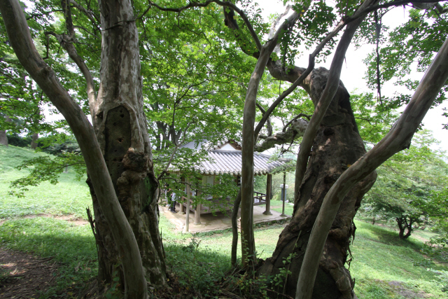 나무들 사이로 보이는 명옥헌의 모습.