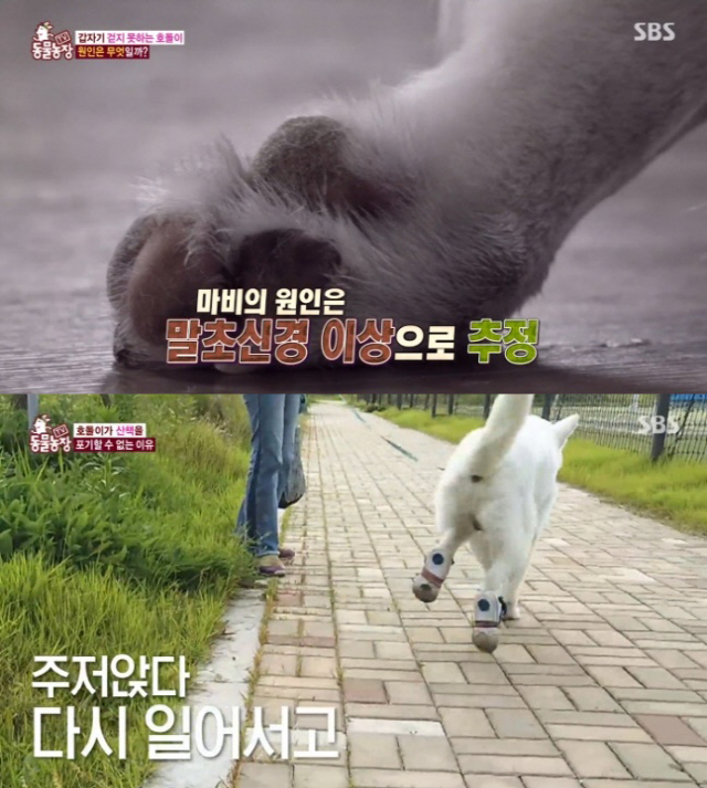 실제 방송된 호돌이의 모습. / 사진=SBS ‘동물농장’ 캡쳐