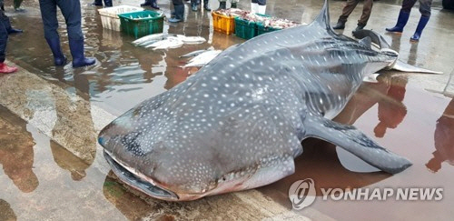 지난 2017년 10월19일 강원 삼척항에서 4마일 떨어진 동해상에서 정치망 그물에 걸린 고래상어로 해경은 이를 바다로 돌려보냈다. /사진제공=동해해경