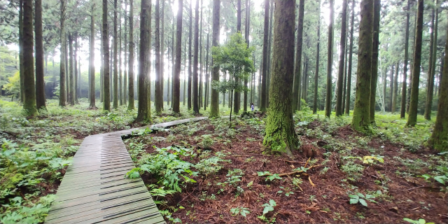 대한민국 명품 숲 중의 하나로 제주 한림연구시험림 내에 조성한 삼나무 전시림 탐방구간. 사진제공=국립산림과학원