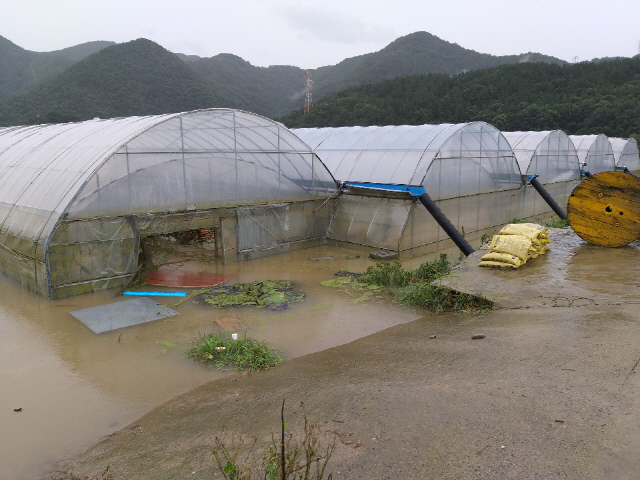 기록적인 폭우가 지속되면서 9일 충북 옥천군의 비닐하우스들이 물에 잠겨 있다./연합뉴스