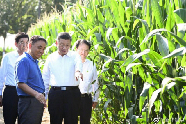 시진핑 국가주석이 지난달 22일 지린성 농업지대를 찾아 옥수수 작황을 살펴보고 있다. /신화연합뉴스