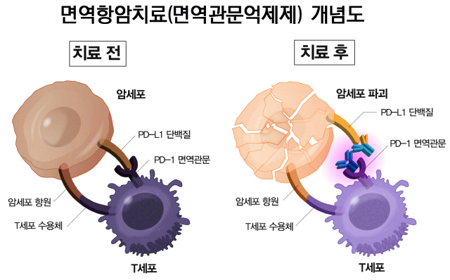 (그림제공=분당서울대병원)