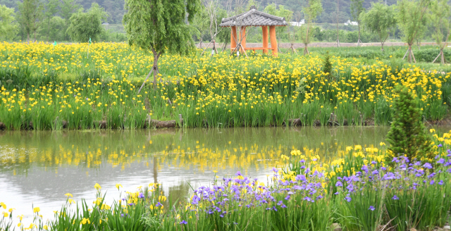 거창 창포원 전경./사진제공=거창군