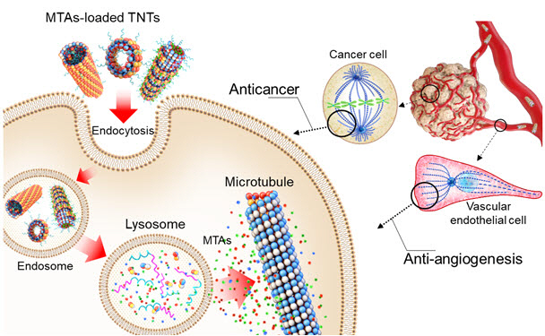 항암제를 탑재한 ‘튜불린 나노 튜브(TNT)’이 암세포의 분열을 억제해 사멸시키는 과정을 소개한 그림. /자료제공=KAIST