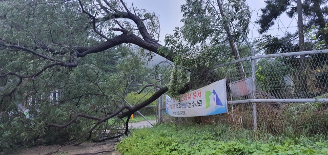 태풍 ‘바비’ 강풍에 쓰러진 나무 /인천=연합뉴스