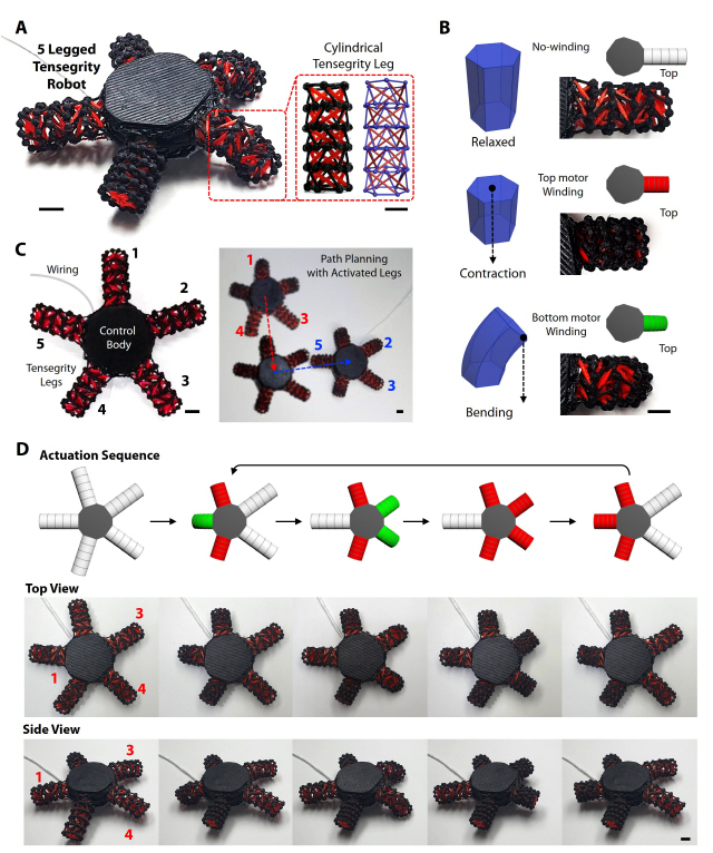 불가사리 로봇의 형태와 거동. (A) 불가사리 로봇과 그 다리를 이루는 텐세그리티 구조. (B) 불가사리 로봇의 다리가 만들어내는 3가지 동적 상태. (C) 불가사리 로봇의 방향 전환 거동. (D) 불가사리 로봇의 거동 순서를 나타낸 3D 이미지, 상면사진, 측면사진. /사진제공=UNIST