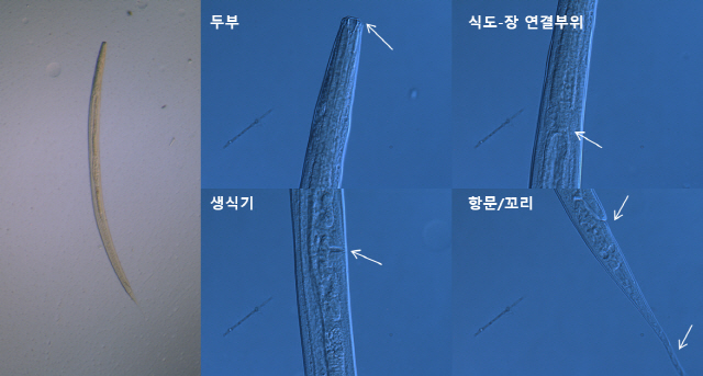 넓은몸주머니 선충