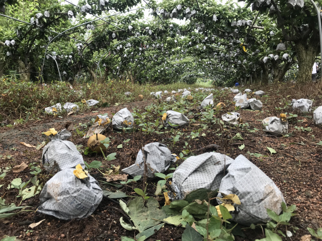 태풍 ‘바비’가 지나간 지난 27일 전남 신안군 압해읍 복룡리 과수원에 태풍의 강한 바람으로 배들이 떨어져 있다. /연합뉴스