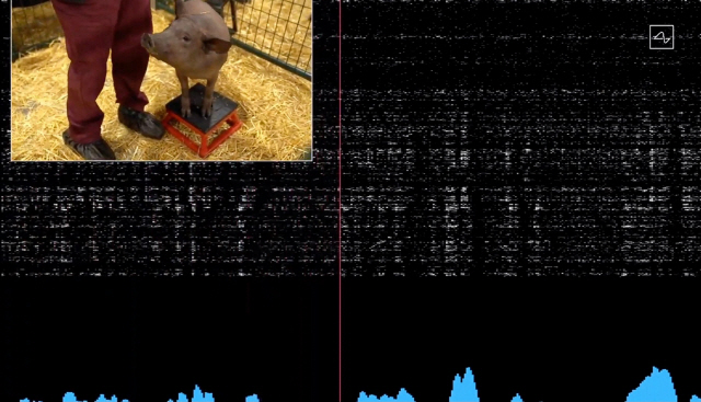 뇌에 컴퓨터 칩이 심어진 돼지가 움직일 때마다 뇌세포가 보내는 신호가 실시간으로 수집되고 기록되는 모습./AP연합뉴스