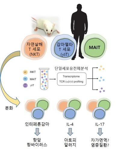 선천성 T세포에 대한 단일세포 유전체 분석. /한국연구재단