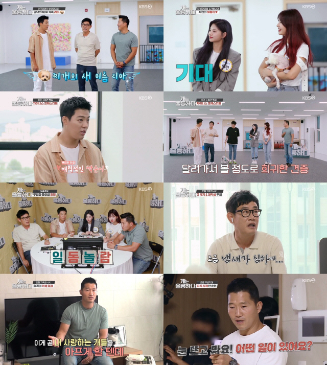 / 사진=KBS2 ‘개는 훌륭하다’ 방송 화면 캡쳐