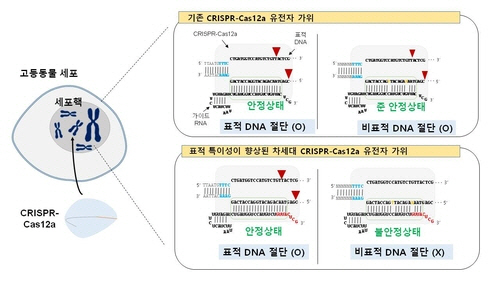 표적 특이성을 높인 크리스퍼 카스12a 유전자 가위 모식도.
