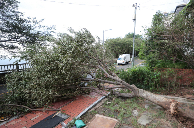 제9호 태풍 마이삭이 부산에 상륙한 3일 오전 부산 해운대 달맞이언덕 도로에 있는 나무가 쓰러져 있다./연합뉴스