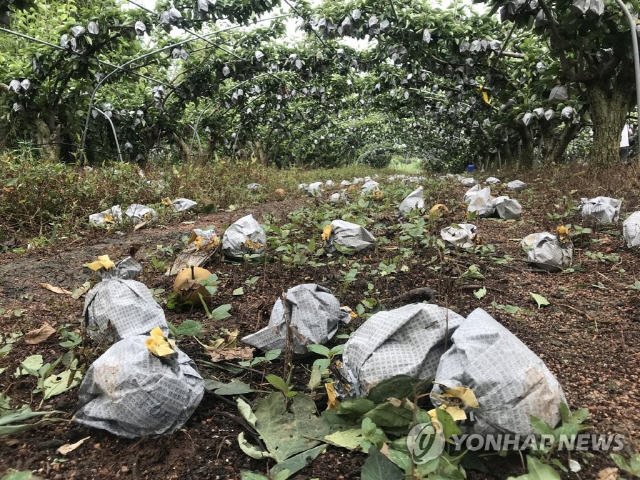 태풍에 떨어진 과수원 배 /사진=연합뉴스