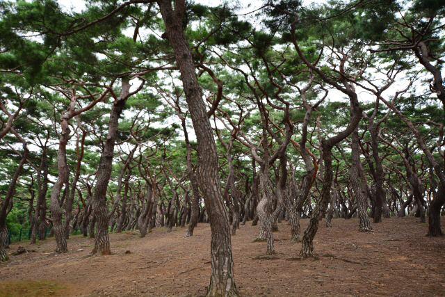 흥덕왕릉 입구에 조성돼 있는 안강형 소나무숲
