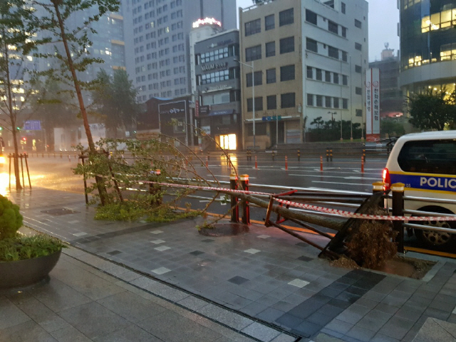 제10호 태풍 하이선이 북상하면서 7일 오전 부산 부산진구의 한 가로수가 꺽여 도로에 넘어졌다./사진제공=부산경찰청