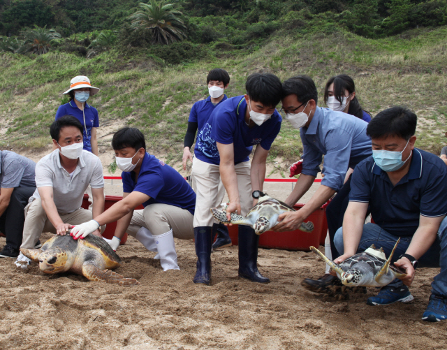 11일 한화호텔앤드리조트 직원들이 제주 중문색달해변에서 바다거북을 방류하기 위해 옮기고 있다./사진제공=한화호텔앤드리조트