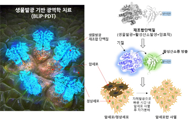 생물발광현상을 이용한 암세포의 광역학적 치료법 모식도. 사진제공=KBSI