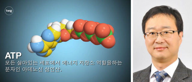 에너지 저장소 역할을 하는 ATP의 구조(왼쪽)와 김수열 국립암센터 박사.