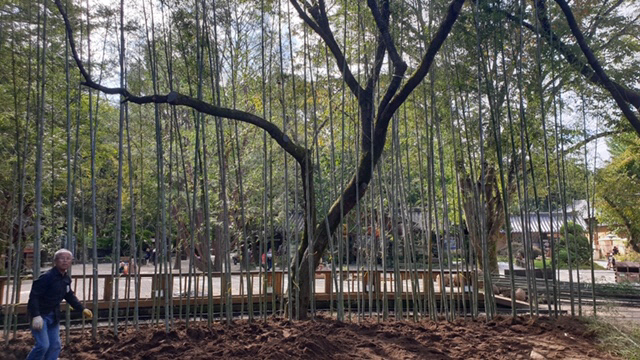 경남 하동군이 2017년 호반의 도시 춘천 남이섬에 조성한 ‘옥화주막’에 심은 하동산 대나무가 고즈넉한 정취를 자아내게 하고 있다. /사진제공=하동군