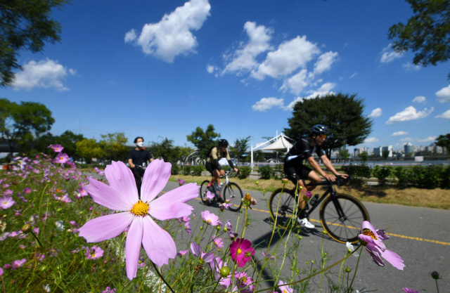 서울 여의도 한강공원에 핀 코스모스 뒤로 시민들이 자전거를 타고 있다./성형주기자