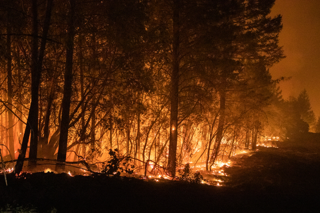 지난 1일 미국 캘리포니아주 캘리스토가로 번진 산불로 나무가 불타고 있다./로이터연합뉴스