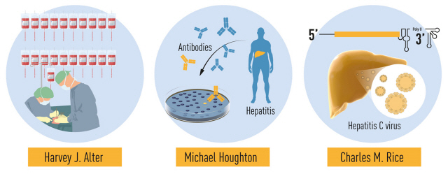 올해 노벨상 생리의학상을 공동 수상한 하비 올터·찰스 라이스 박사는 나중에 C형간염 바이러스로 명명된 바이러스가 A형간염과 다른 수혈매개 만성 간염을 일으킨다는 것을 알아냈다. 찰스 라이스 박사는 감염된 챔팬지와 환자의 혈액에서 복제된 바이러스를 발견했다.