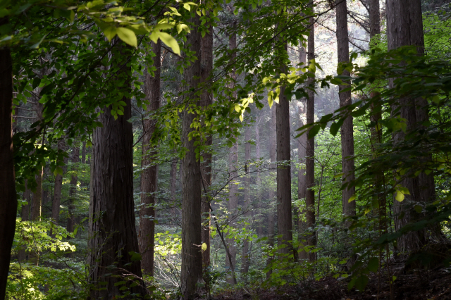 50년 이상 나무심기를 실천해 산림녹화 선진국으로 거듭난 한국의 숲./사진제공=산림청