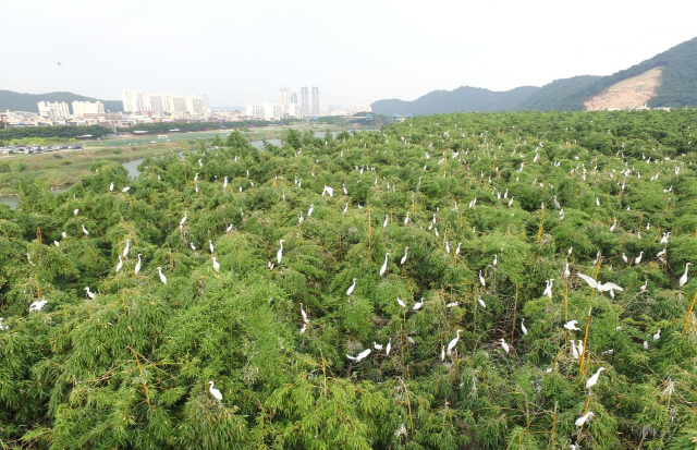 울산 태화강변 삼호철새공원에 둥지를 튼 백로. /사진제공=울산시