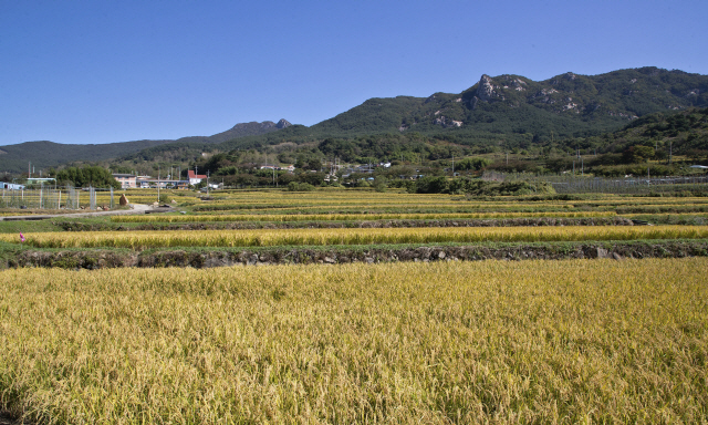 차황면 다랭이논. /사진제공=산청군