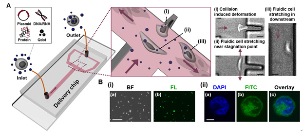 A는 미세유체 채널 기반 세포 내 물질전달 플랫폼의 모식도 및 세포막 투과화 과정(i-iii). B는 형광물질이 전달된 K562 세포의 이미지.