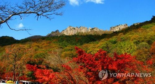 '코로나에도 단풍 구경은 포기 못해'…내장산 1만명 찾아