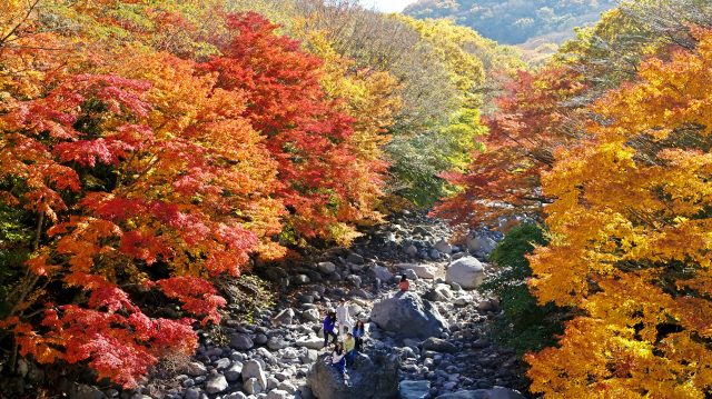 제주시 무수천 상류 천아계곡이 단풍으로 물들었다./연합뉴스