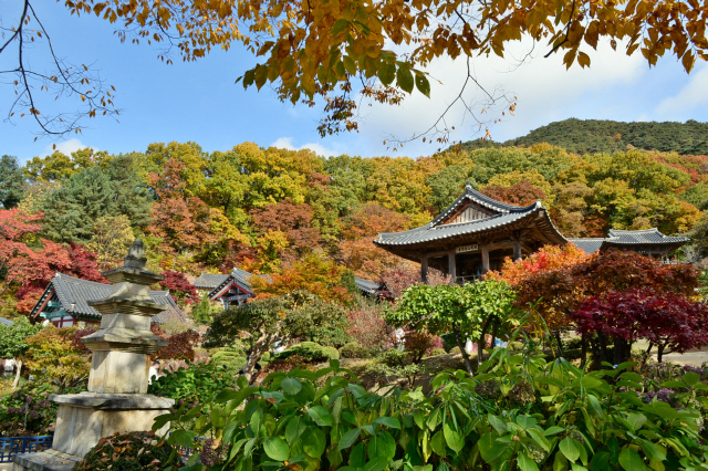 이 가을 부석사의 주인은 절 안에 있는 다섯 개의 국보가 아니라 절을 뒤덮은 형형색색의 단풍이다.