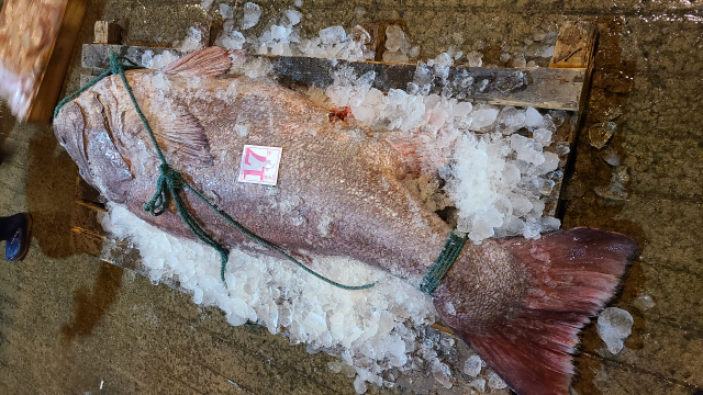 무게만 120kg '전설의 심해어' 대형돗돔... 낙찰 가격은?