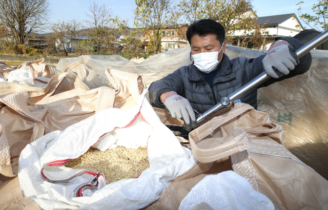 20년산 공공비축미곡 매입이 진행된 5일 전북 임실군 성수면 농협창고에서 검사원들이 매입할 쌀을 검사하고 있다./사진제공=임실군청