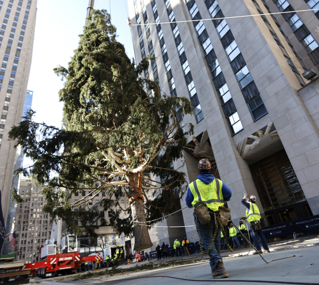 미국 뉴욕 맨해튼의 라커펠러센터 앞에서 작업자들이 올해 크리스마스 트리로 쓸 대형 나무를 설치하고 있다. 이곳의 크리스마스 트리는 매년 크리스마스 시즌 뉴욕의 명물이 된다. /EPA연합뉴스