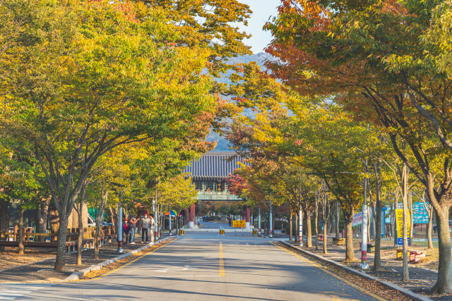 불갑사길의 출발지인 불갑사 일주문 앞 가로수길은 한적하게 가을의 정취를 만끽할 수 있다.