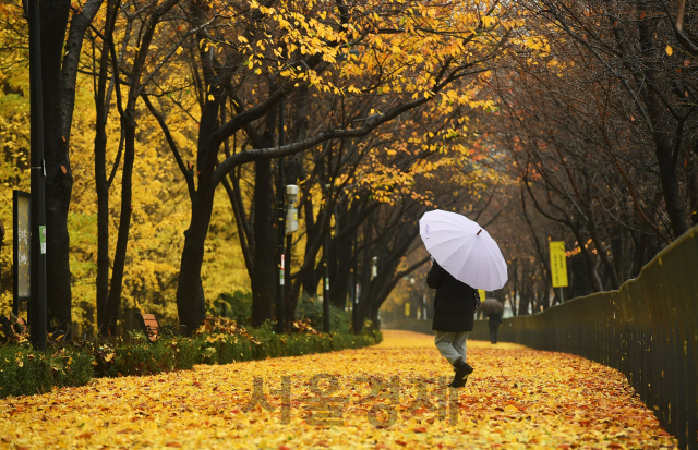 가을비가 내린 19일 오전 우산을 쓴 시민들이 낙엽이 쌓인 서울 성동구 송정제방을 걷고 있다. 기상청은 비가 그친 뒤 북쪽에서 찬 공기가 내려와 기온이 큰 폭으로 떨어질 것이라며, 오는 21일 아침에는 대부분 지역에서 영하권 추위를 보일 것이라 내다봤다./오승현기자 2020.11.19