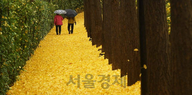 가을비가 내린 19일 오전 우산을 쓴 시민들이 은행잎이 쌓인 서울 성동구 송정제방을 걷고 있다. 기상청은 비가 그친 뒤 북쪽에서 찬 공기가 내려와 기온이 큰 폭으로 떨어질 것이라며, 오는 21일 아침에는 대부분 지역에서 영하권 추위를 보일 것이라 내다봤다./오승현기자 2020.11.19