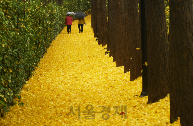 가을비가 내린 19일 오전 우산을 쓴 시민들이 은행잎이 쌓인 서울 성동구 송정제방을 걷고 있다. 기상청은 비가 그친 뒤 북쪽에서 찬 공기가 내려와 기온이 큰 폭으로 떨어질 것이라며, 오는 21일 아침에는 대부분 지역에서 영하권 추위를 보일 것이라 내다봤다./오승현기자 2020.11.19