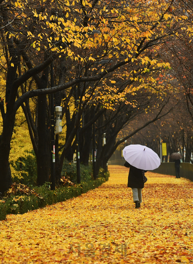 가을비가 내린 19일 오전 우산을 쓴 시민들이 낙엽이 쌓인 서울 성동구 송정제방을 걷고 있다. 기상청은 비가 그친 뒤 북쪽에서 찬 공기가 내려와 기온이 큰 폭으로 떨어질 것이라며, 오는 21일 아침에는 대부분 지역에서 영하권 추위를 보일 것이라 내다봤다./오승현기자 2020.11.19